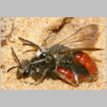 Sphecodes albilabris - Blutbiene 02a 12-13mm Paarung.jpg